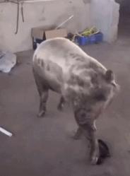 点进本文前，请控制好您的膀胱！（不然容易笑尿）