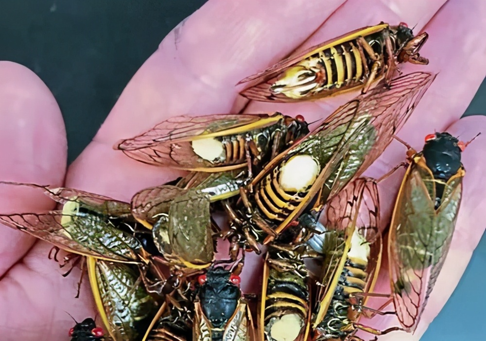 被真菌操控的“僵尸蝉”，腹腔被吃光仍热衷求偶，误食会被感染吗