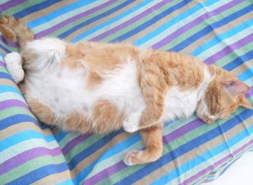 怀孕猫咪容易得哪些疾病,怀孕猫咪呼吸道感染怎么办