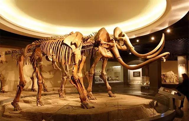 有关猛犸象的知识,猛犸象牙的来历