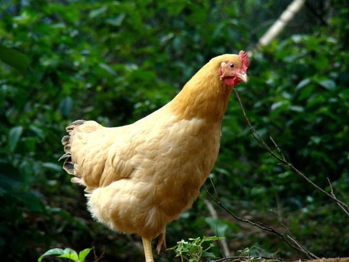 炒鸡片做法,炒鸡片春笋