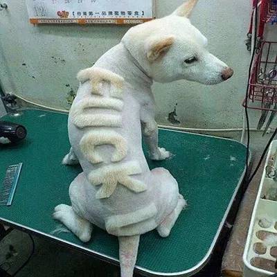 把狗毛都剃了狗会生气吗,把狗毛全部剃完跳蚤就没吗