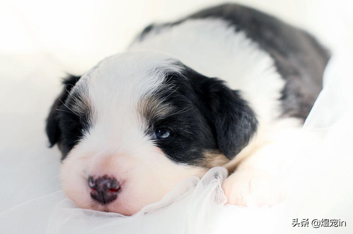 边牧老是撕咬自己的窝,为什么边牧把屎叼到窝里