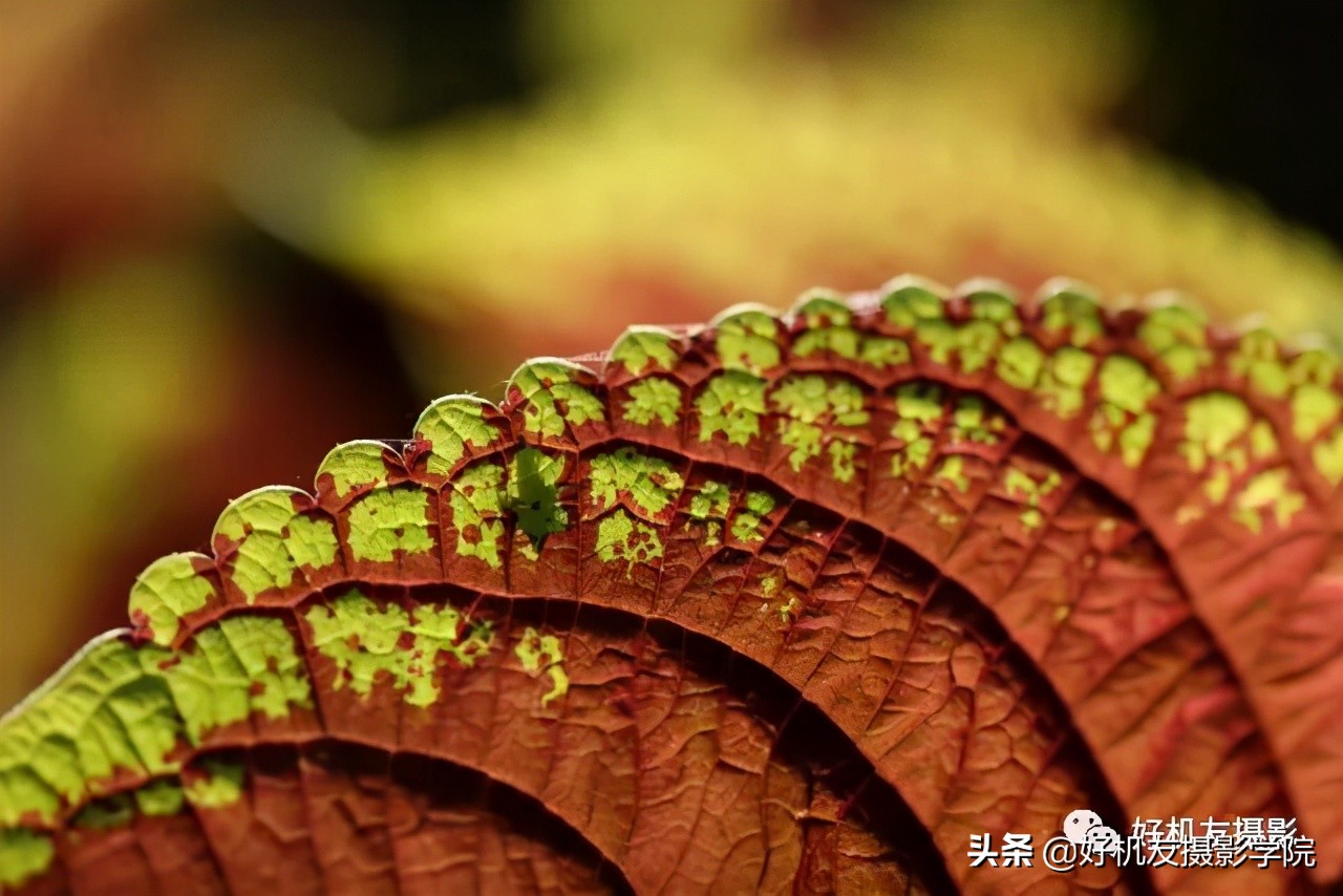 索尼全画幅适马和腾龙怎么选,腾龙和适马镜头哪个适合索尼微单