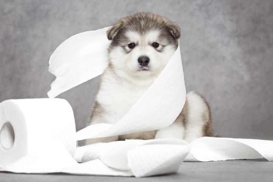 养狗必备用品比熊玩具,狗狗最爱的玩具球