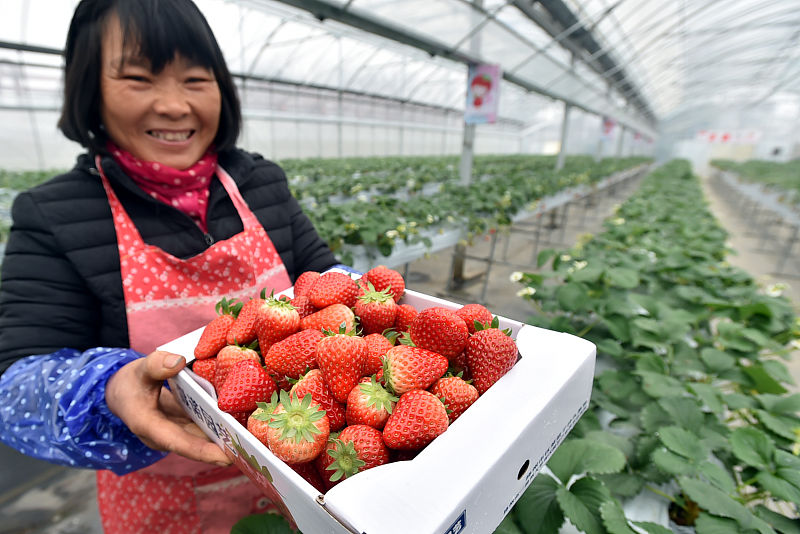 草莓的种植方法的小妙招,草莓种植怎样施肥草莓才能长得大