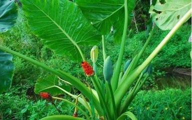 滴水观音冬天能冻死吗,滴水观音冬天多久浇一次水