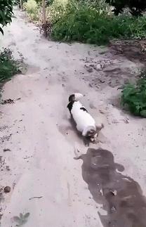 老鼠没抓着,却粘到了宠物狗!拔丝狗头了解一下?