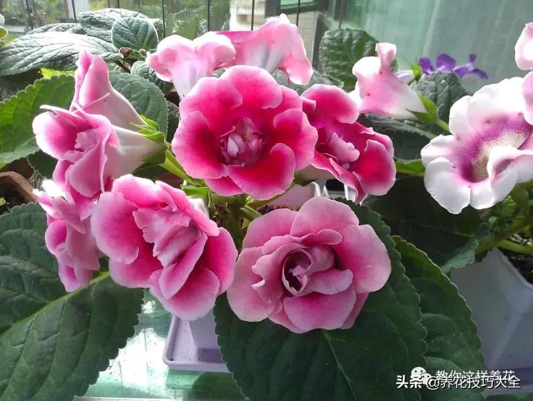 4种耐阴花好看好养活室内也能开,和绿萝长得很像耐阴的植物