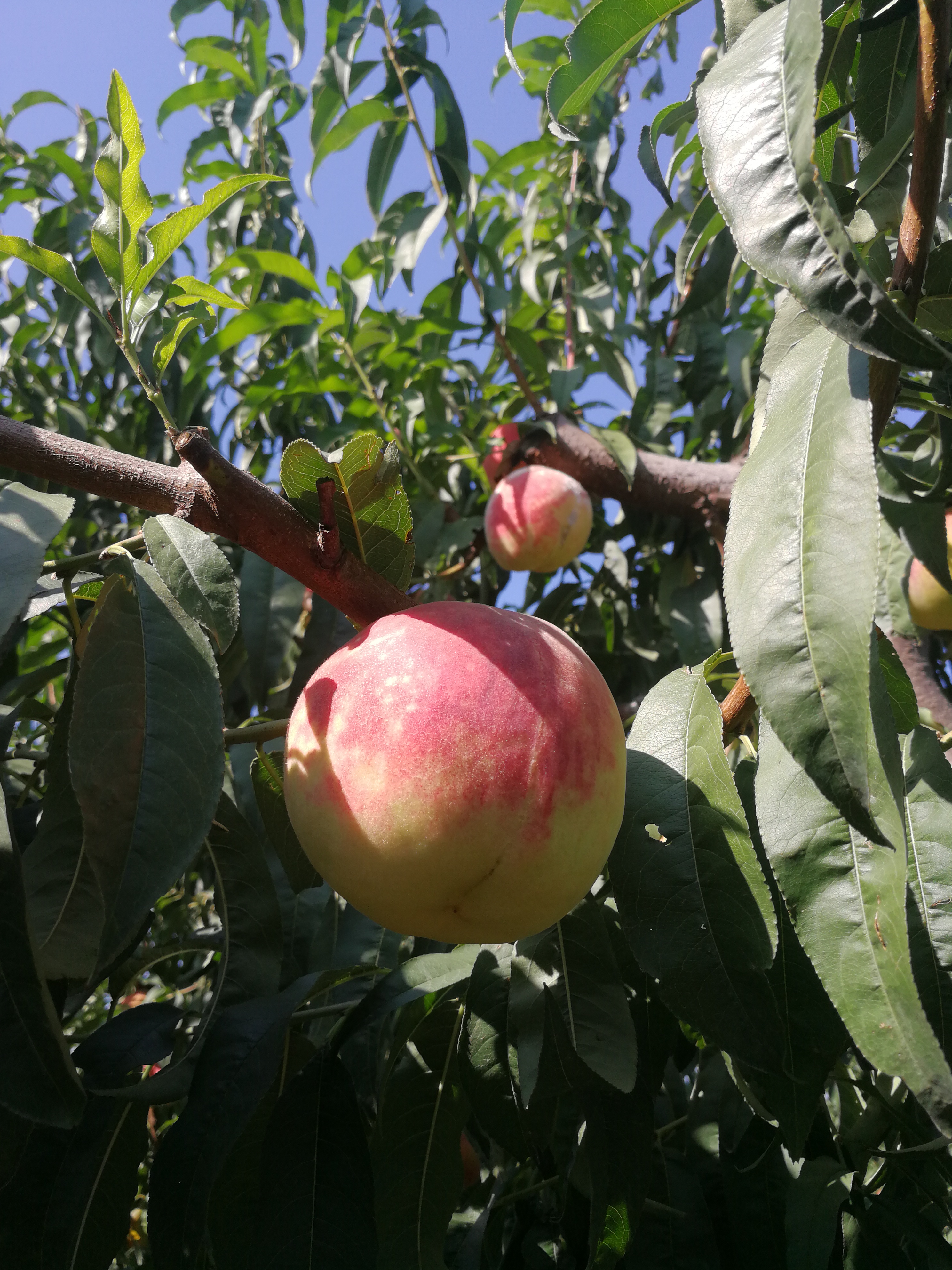 金秋红蜜桃是南方还是北方品种,金秋红蜜桃特点