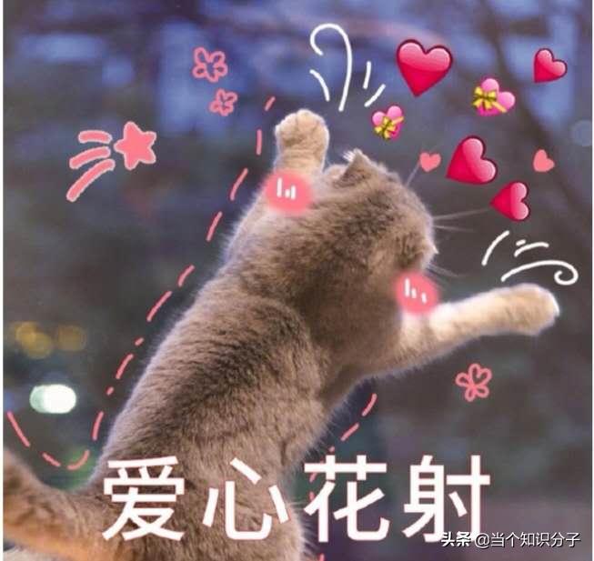关于猫咪的冷知识,你不知道的猫咪冷知识