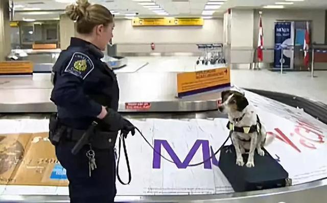 excuseme什么意思,excuseme英语片段