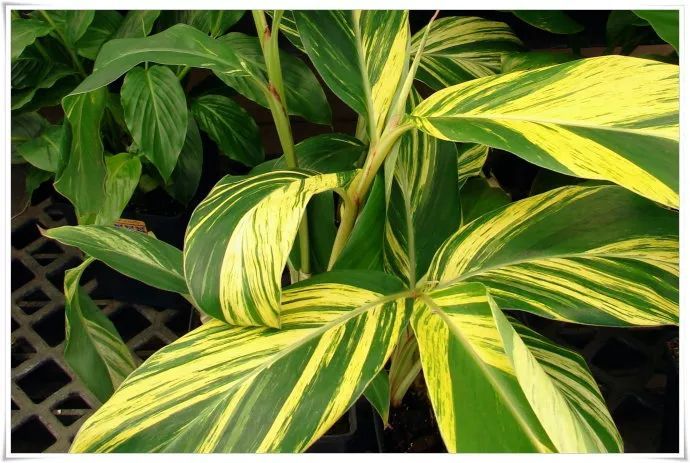 100种常见观叶植物图鉴史上最全,农村常见的100种植物