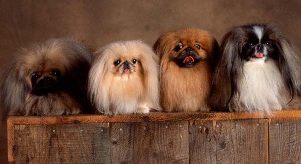 怎么判断北京犬得了什么病,举出10种特殊品种犬易患疾病