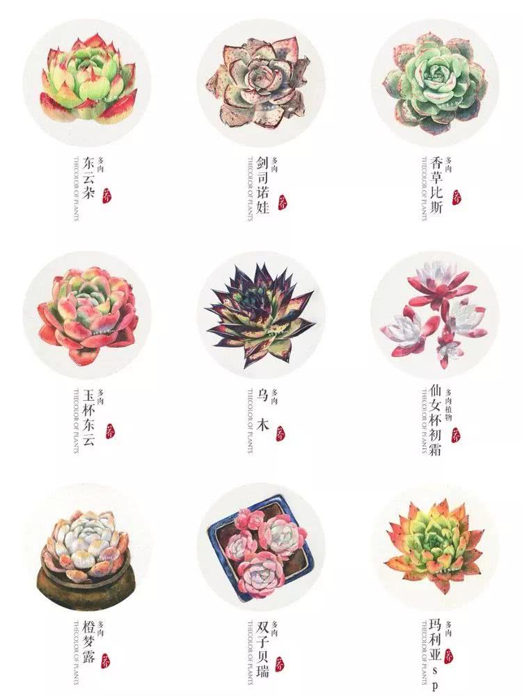 那个爱画多肉的小姑娘带着她的心头肉又来啦！