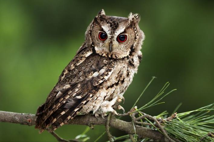 东江揽胜,惠州淡水常见鸟类图谱