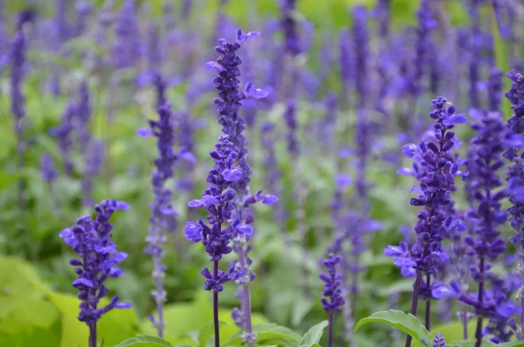100种常见观叶植物图鉴史上最全,农村常见的100种植物