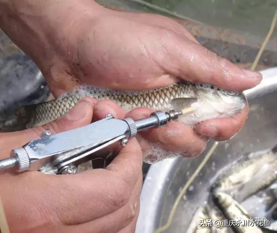 鱼出血病的防与治,鱼类出血性疾病