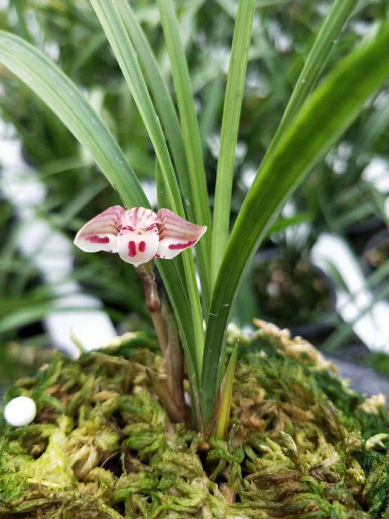 兰花粉虱怎么去除,兰花上的虱虫怎么去除
