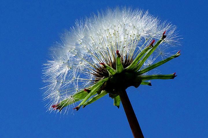 蒲公英价值高，再也不用去山里挖，阳台撒种子长出一大片