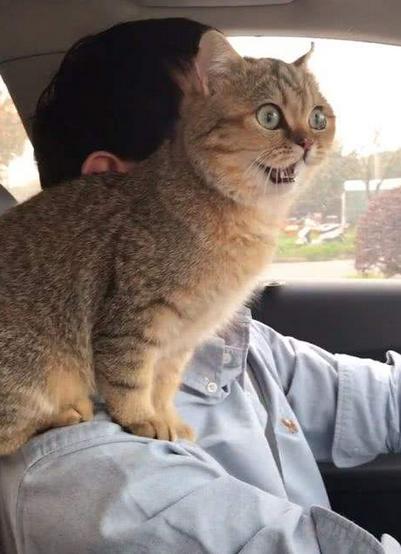 带猫咪长途自驾游回家准备什么,带猫咪回老家开车要准备什么