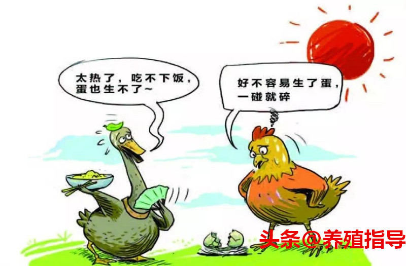 鸡舍下雨怎么办,散养鸡场下雨怎么处理