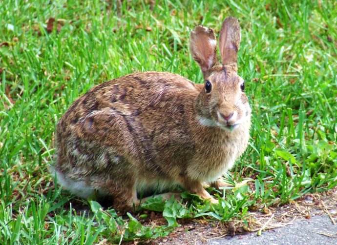 换换口味,去农村打野,跑不掉的野味你可以尝尝