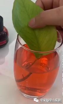 富贵子的绿叶怎么变红,用什么元素让绿叶变红