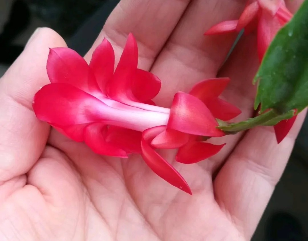 蟹爪兰20棵,有20株蟹爪兰适合多大的盆