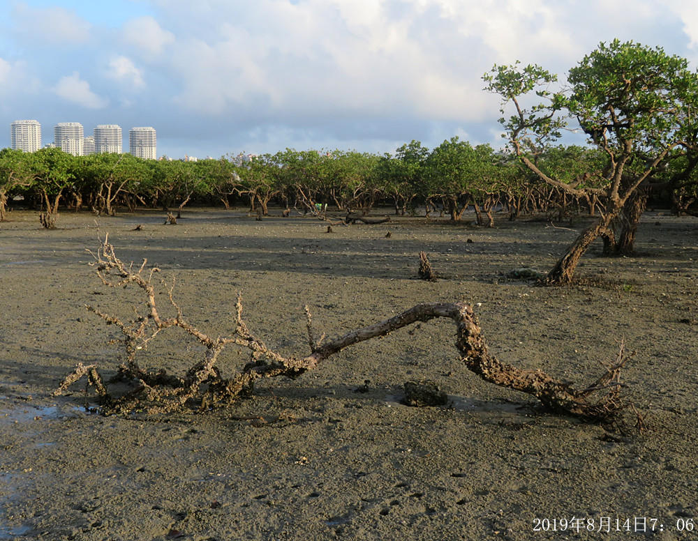 痛心!北海红树林不设防,任你踩任你挖