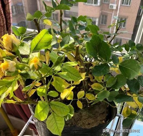 月季开花晒了太阳蔫了补救,月季叶子枯萎像缺水了一样