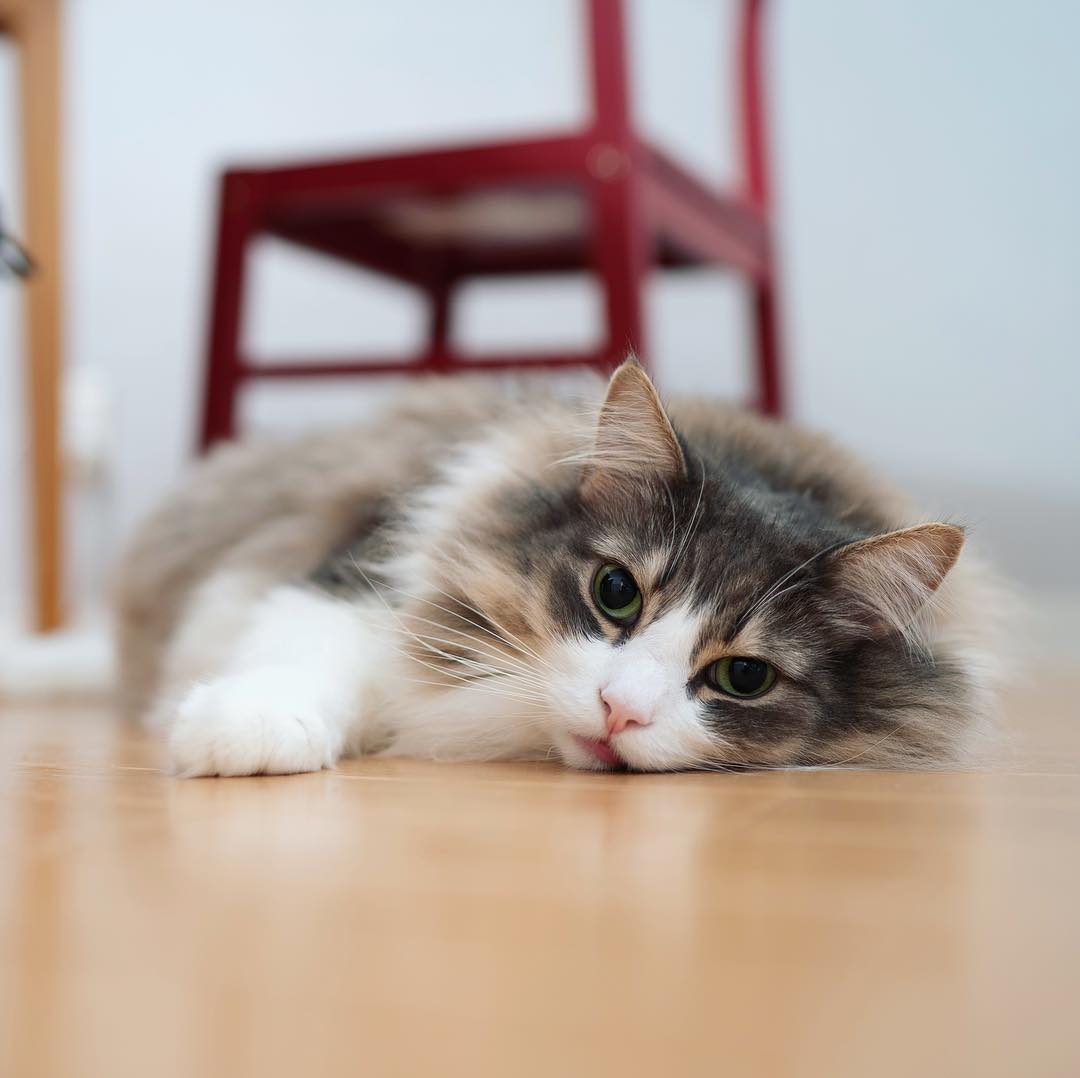 猫经常吃宠物火腿肠会怎么样,猫经常吃鱼内脏好不好