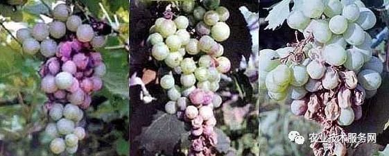 葡萄花前主要病害,葡萄病害图片大全大图