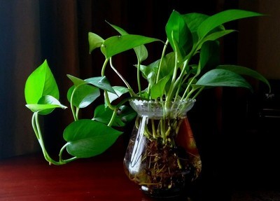 绿萝养殖小妙招能爆盆和爬满墙,绿萝的养殖方法和注意事项图片