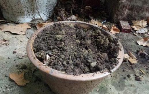 四季海棠养殖方法和扦插最佳时间,四季海棠扦插生根后多久可以移栽