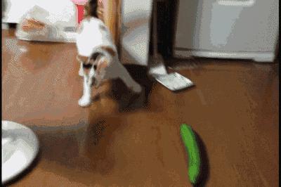 对猫咪做这“六件事”,不讲武德