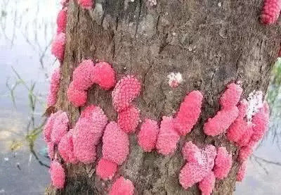 吃完田螺怎么知道感染寄生虫,田螺吃到寄生虫的可能性大吗