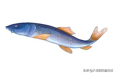 中华鳖保护动物,鳖是国家一级保护动物么