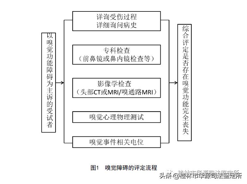 嗅觉鉴定属于法医鉴定吗,嗅觉丧失法医怎么鉴定