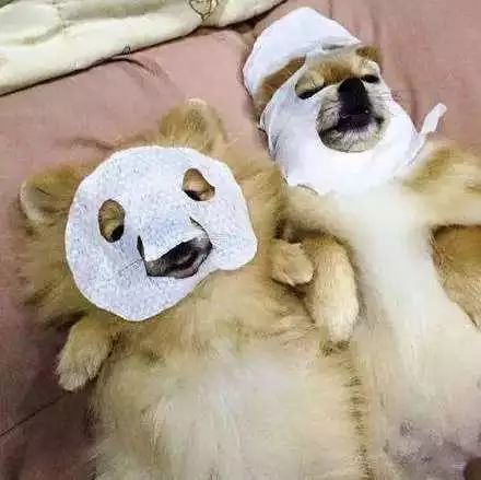 狗狗绝育vs不绝育差别还是很大的,狗狗应该绝育么