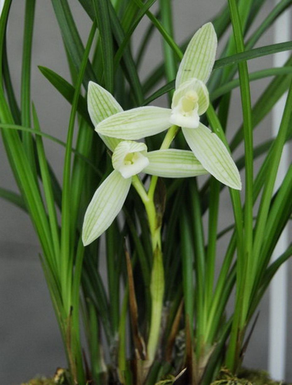 刚上盆兰花能用兰花专用营养液,兰花怎样上盆成活率高