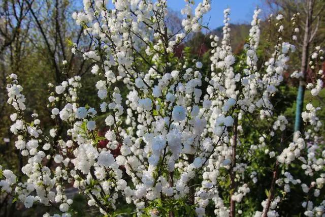 疫情过后一起来踏青吧,疫情过后一起去山花浪漫处