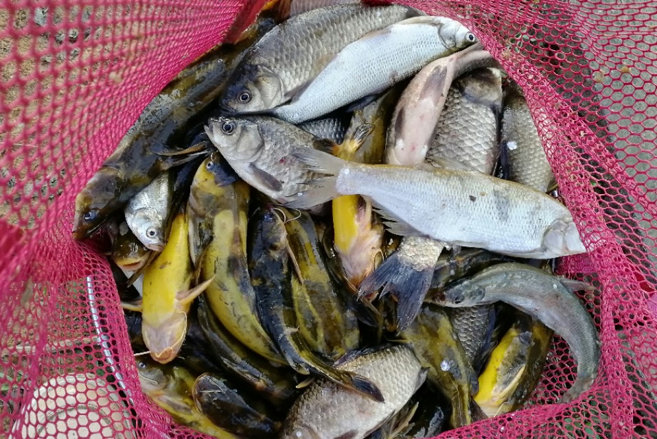 台钓双钩挂红虫或蚯蚓怎么调漂,台钓蚯蚓最佳调漂方法