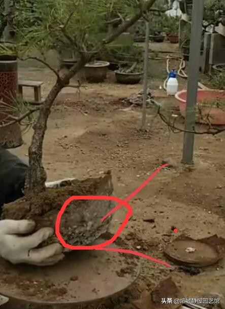 盆景松树的养殖方法和注意事项 (适合盆景的松树种类怎样区分)