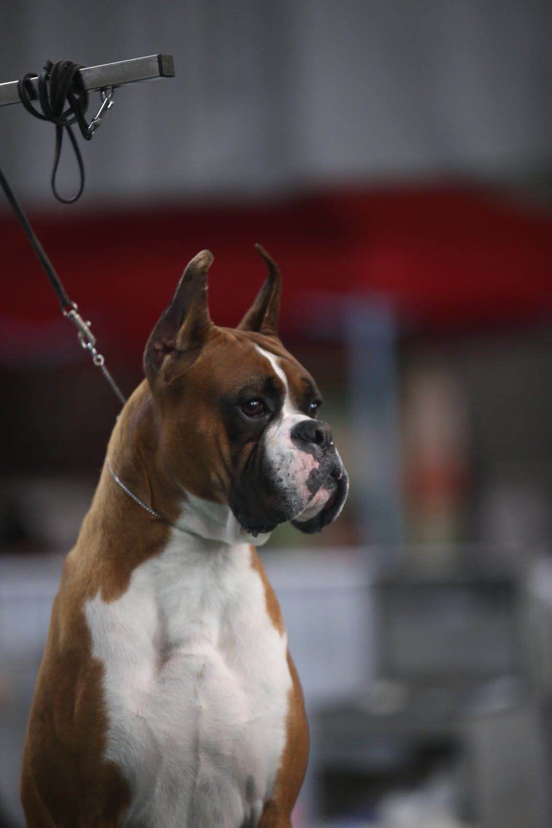 拳师犬对比杜宾犬,杜宾犬和拳师犬哪个好