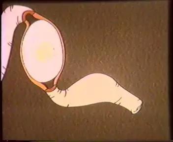 鸡蛋的结构科普小知识,鸡蛋孵化的知识科普