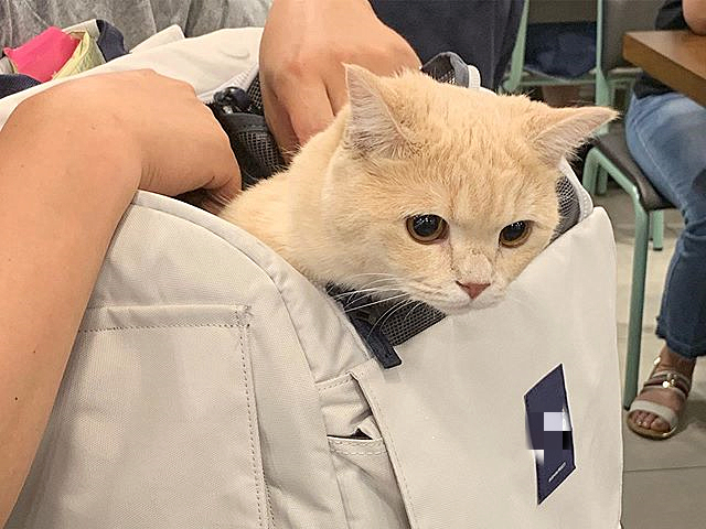 橘猫陪着主人,橘猫留学