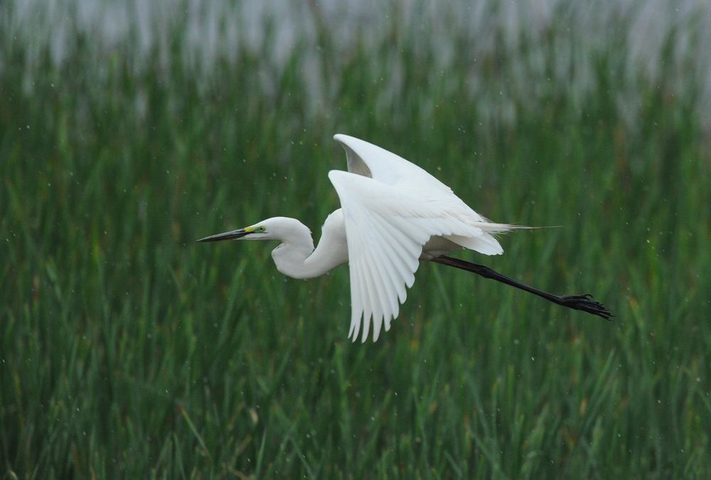 中国赠送日本最珍贵的动物，并非大熊猫，帮助日本皇室摆脱尴尬