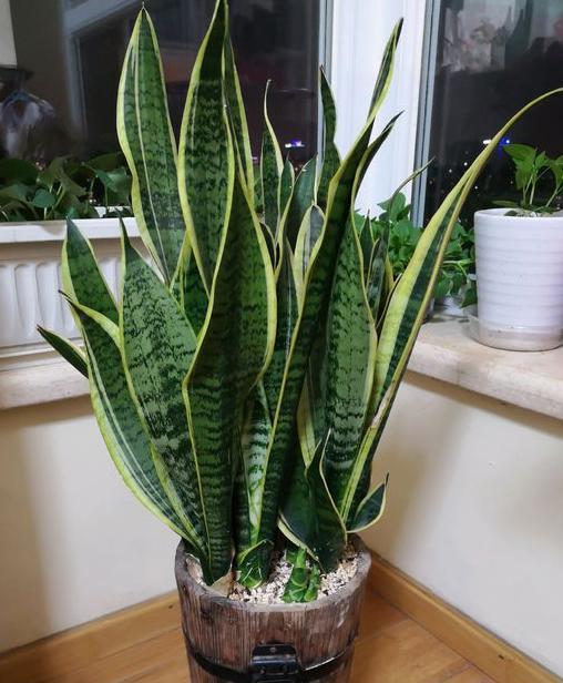 养虎皮兰的生活小技巧,养虎皮兰的教程