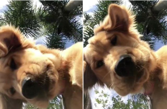 金毛宝宝长大后的样子,金毛宝宝能有多聪明